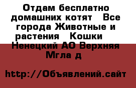 Отдам бесплатно домашних котят - Все города Животные и растения » Кошки   . Ненецкий АО,Верхняя Мгла д.